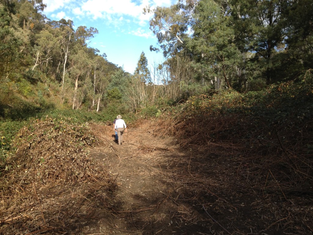 Walls of Blackberry Kiewa River
